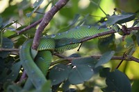 Bako National Park