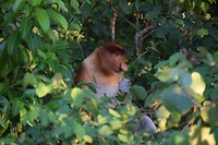 Bako National Park