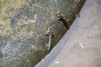 Mudskippers