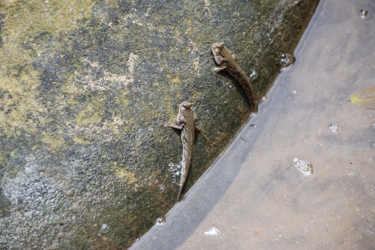 Mudskippers