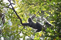 Bako National Park
