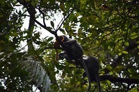 Bako National Park