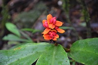 Kinabalu National Park