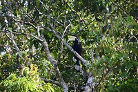 River cruise #1 - Hornbill