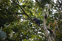 River cruise #1 - Hornbill
