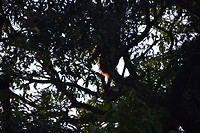 Spot de orang-oetan!