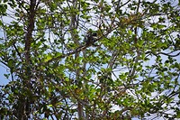 Thomas leaf monkey