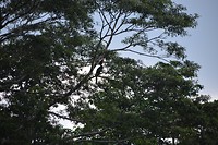 Hornbill
