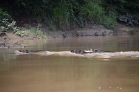 Wild pigs