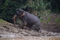 Olifant!