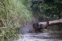 Borneodwergolifant