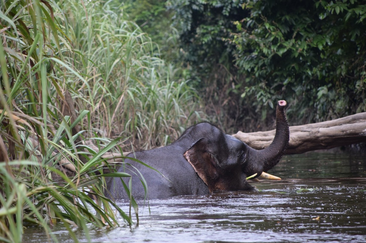 Borneodwergolifant