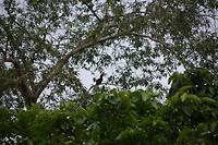 Hornbill