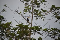 Hornbill
