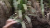 Borneodwergolifant