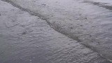 Mudskippers
