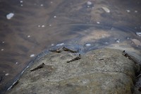 Mudskippers