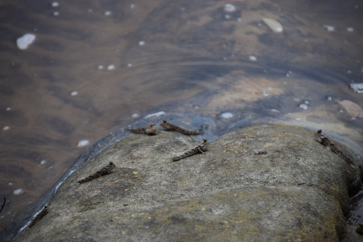 Mudskippers