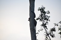 Neusaap