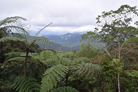 Cameron Highlands - dag 1