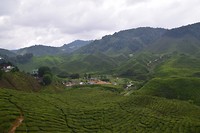 Cameron Highlands - dag 1