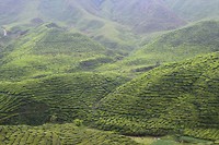 Cameron Highlands - dag 1