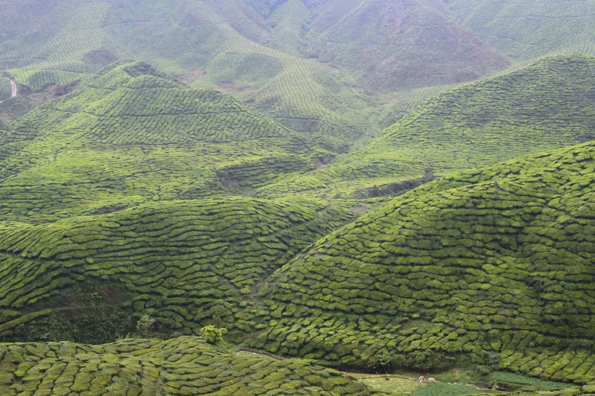 Cameron Highlands - dag 1