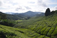 Cameron Highlands - dag 2