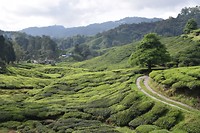 Cameron Highlands - dag 2