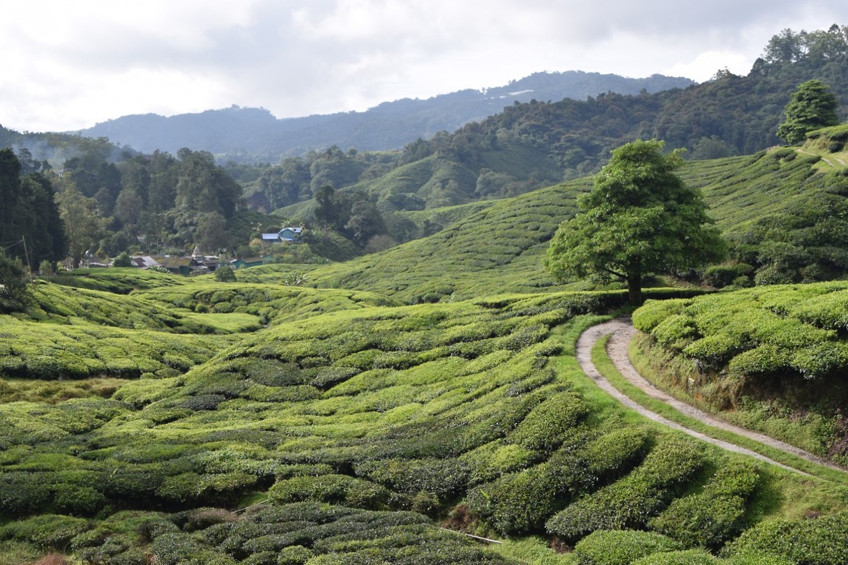 Cameron Highlands - dag 2