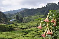 Cameron Highlands - dag 2