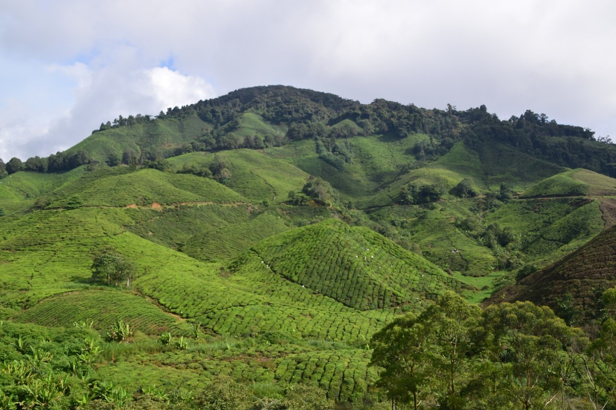 Cameron Highlands - dag 2