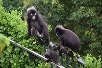 Dusky leaf monkeys
