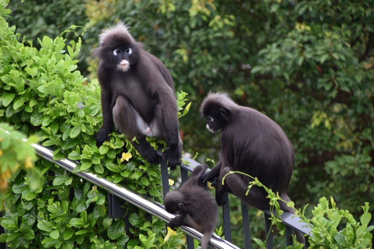 Dusky leaf monkeys