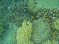 Yellow boxfish