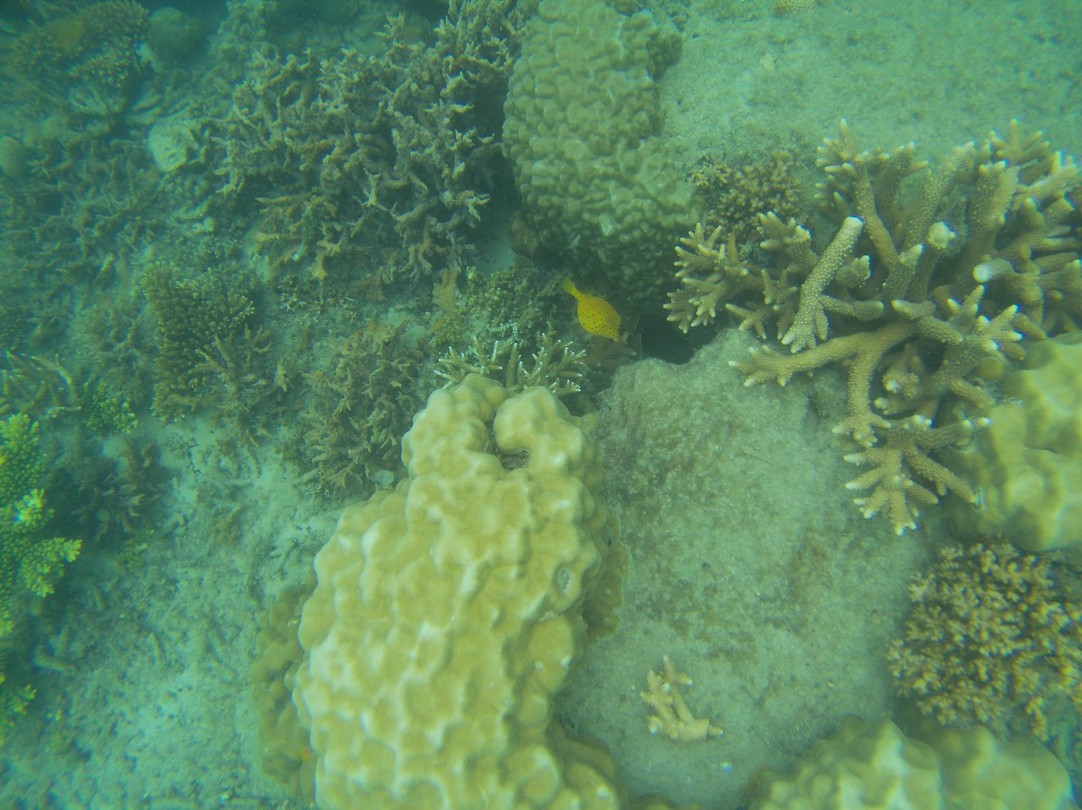 Yellow boxfish