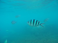 Snorkelen