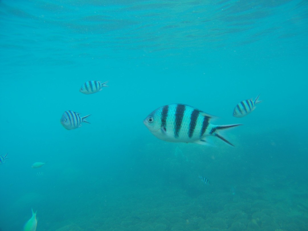 Snorkelen