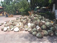 Agave pineapple