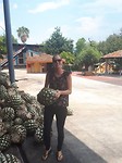 Zwaar die pineapples (binnenkant agave)