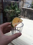 Mezcal met wormzout