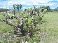 Monte Albán