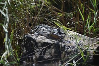 Krokodil