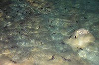 Black catfish
