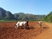 Viñales
