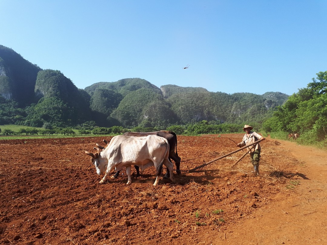 Viñales