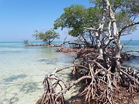 Cayo Jutías