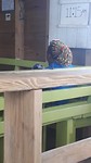 Creatieve haarstijlen overal