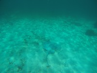 Snorkelen - rog
