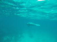 Snorkelen - zeekoe